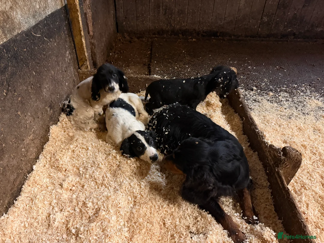 Sprocker dogs for sale: Spraker puppies for sale - Advert 8