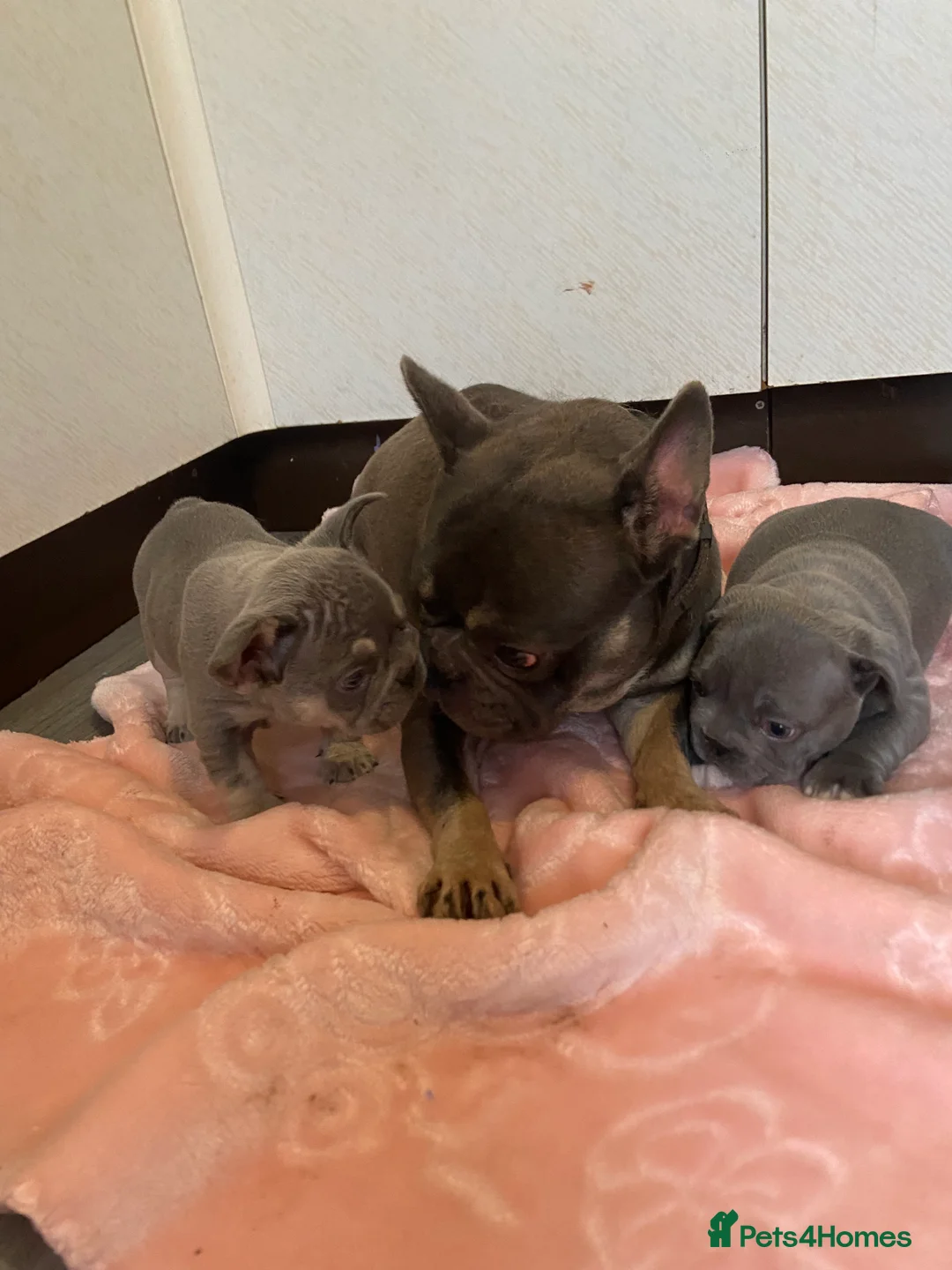 French Bulldog dogs for sale: Gorgeous French Bulldog Pups (KC Reg) - Advert 8