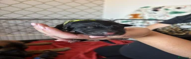 German Shepherd 2