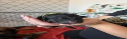German Shepherd dogs for sale: German Shepherd Puppies  in Doncaster - Advert 16