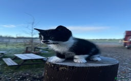 Mixed Breed cats for sale: Stunning little kittens  - Advert 3