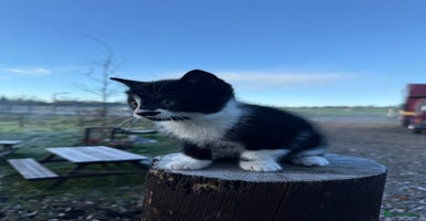 Mixed Breed cats Stunning little kittens  - Advert 13