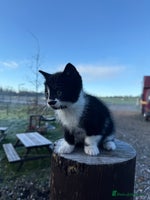 Mixed Breed cats Stunning little kittens - Advert 15