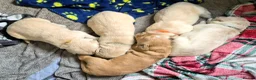Golden Retriever dogs for sale: 5 Beautiful Golden Retriever's  - Advert 10