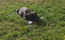 Mixed Breed dogs for sale: Staff x American Mastiff in Chelmsford - Image 29