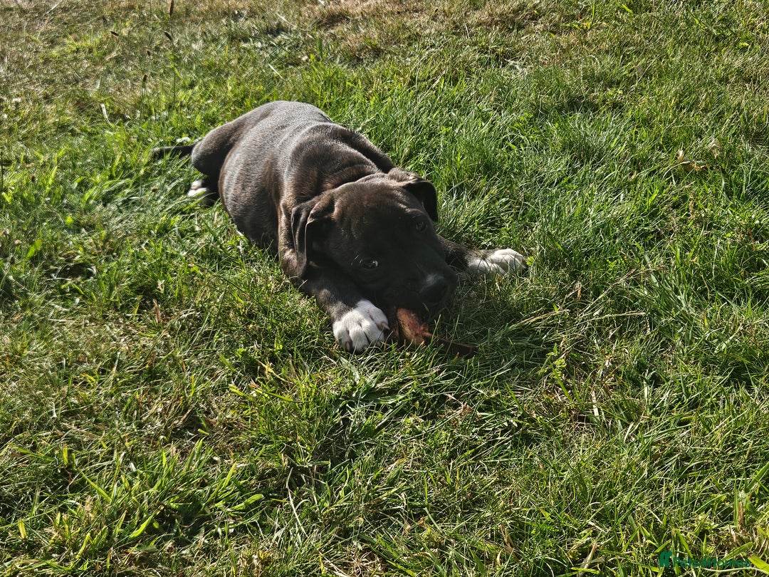 Mixed Breed dogs for sale: Staff x American Mastiff in Chelmsford - Image 29