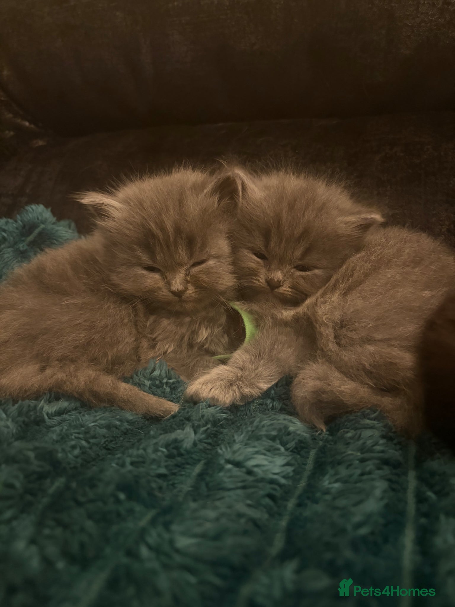 British Longhair cats Stunning British longhair kittens  - Advert 2