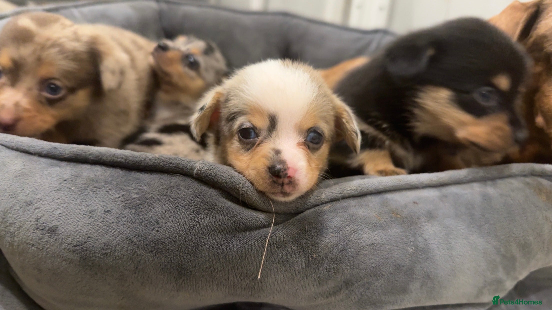 Miniature Dachshund dogs DECIDED TO SELL OUR KEEPER GIRL - Advert 10