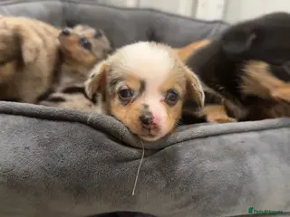 Miniature Dachshund dogs DECIDED TO SELL OUR KEEPER GIRL - Advert 10