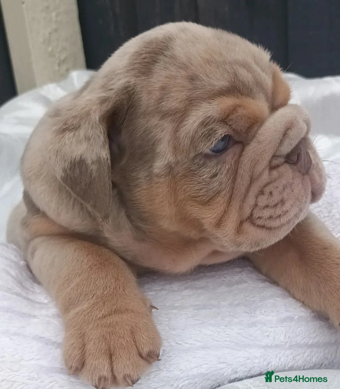 English Bulldog dogs for sale: Adorable English Bulldog Puppies in Plymouth - Advert 10