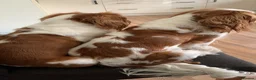 Cavalier King Charles Spaniel dogs for sale: Cavalier King Charles Spaniel KC Puppies - Advert 18