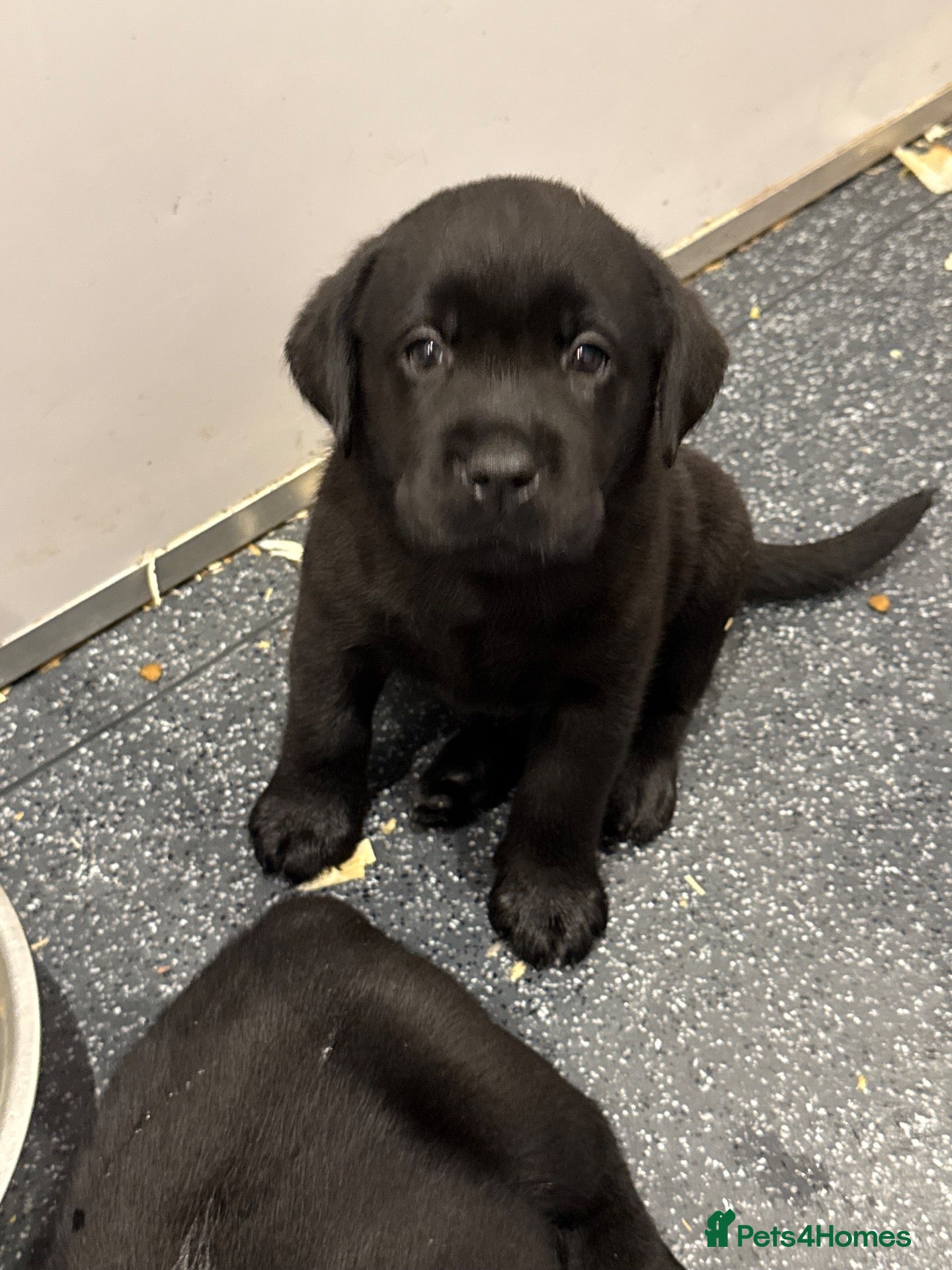 Labrador Retriever dogs 🌸 Top quality Pedigree, excellent DNA & Health  - Advert 2