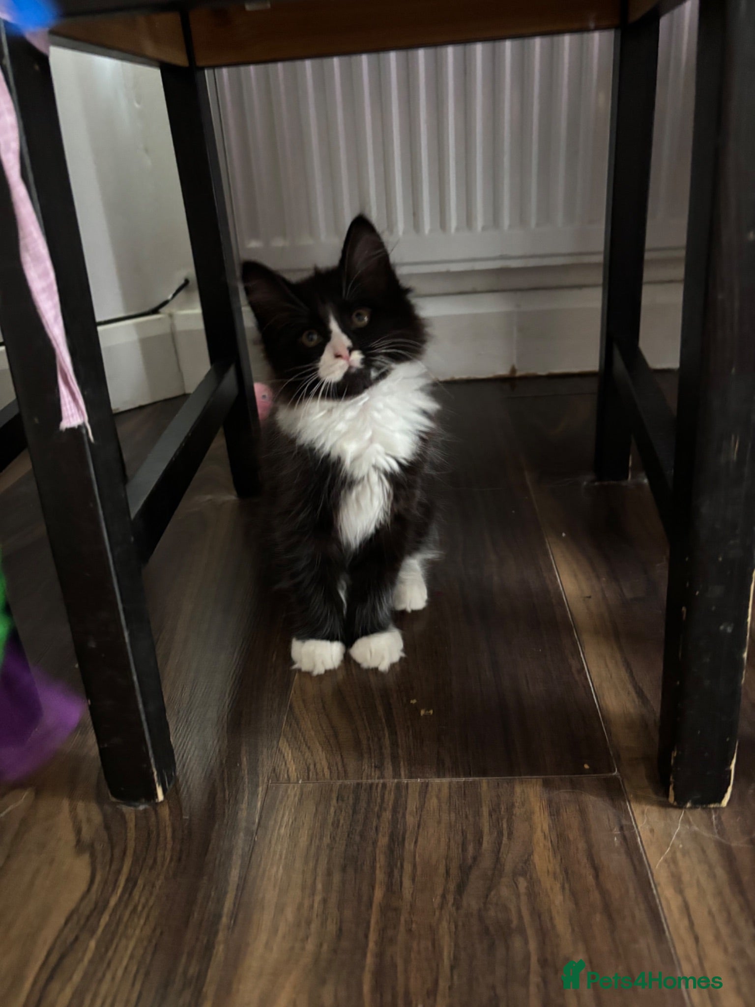 Mixed Breed cats Half ragdoll kittens! - Advert 2