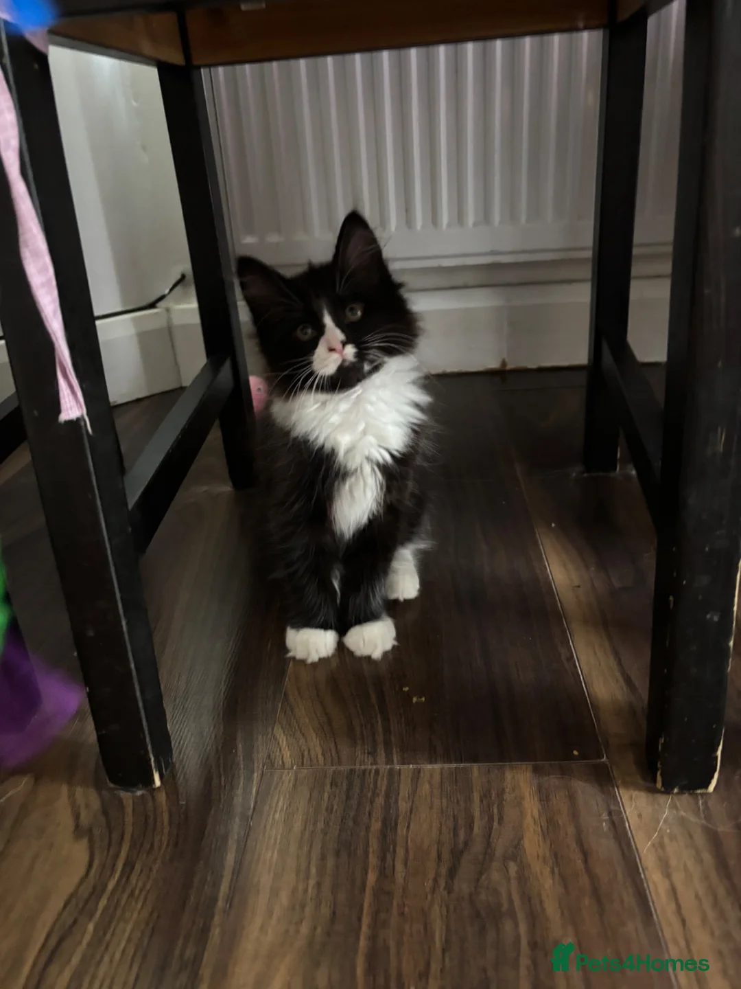 Mixed Breed cats for sale: Half ragdoll kittens! - Advert 2