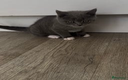 British Shorthair cats for sale: British shorthair cross - Image 3