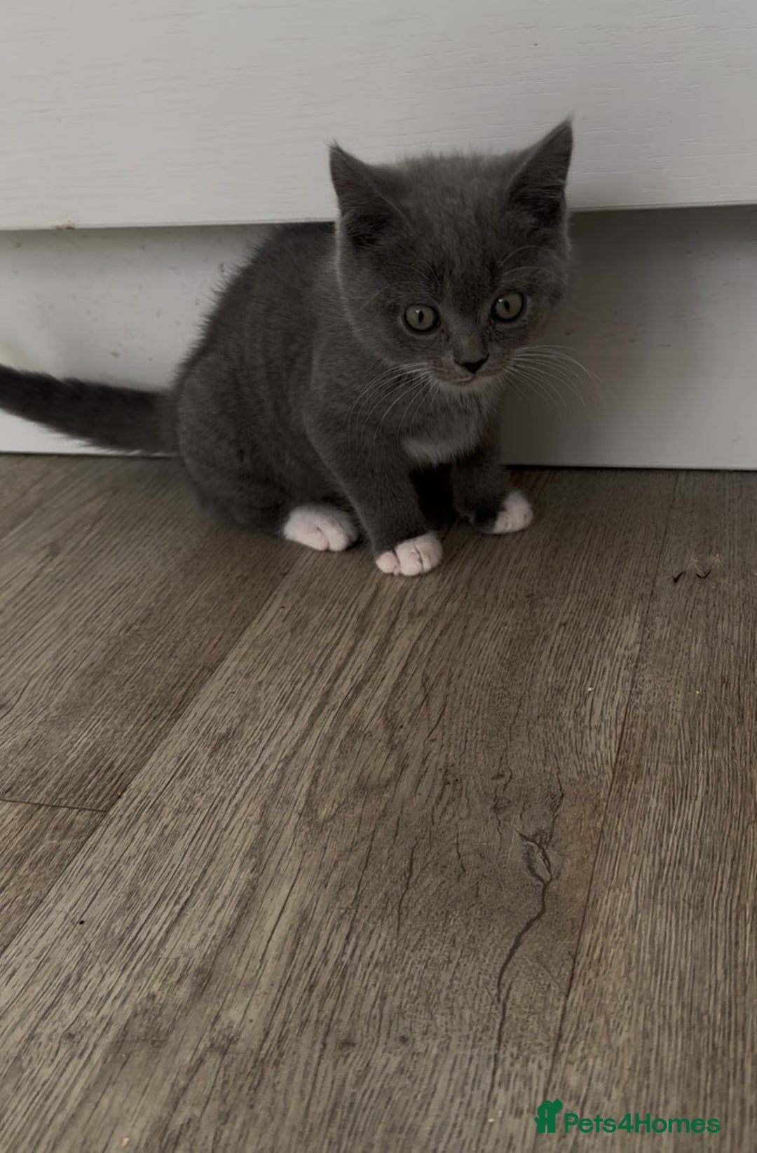 British Shorthair cats for sale: British shorthair cross - Image 3