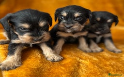 Mixed Breed dogs for sale: SCHNAVALIER PUPPIES  - Image 2
