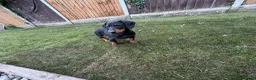 Dachshund dogs for sale: Stunning Girl dachshund available (LAST ONE) !! in Liverpool - Advert 2