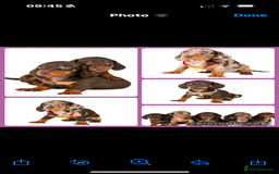Dachshund dogs for sale: puppys - Image 5