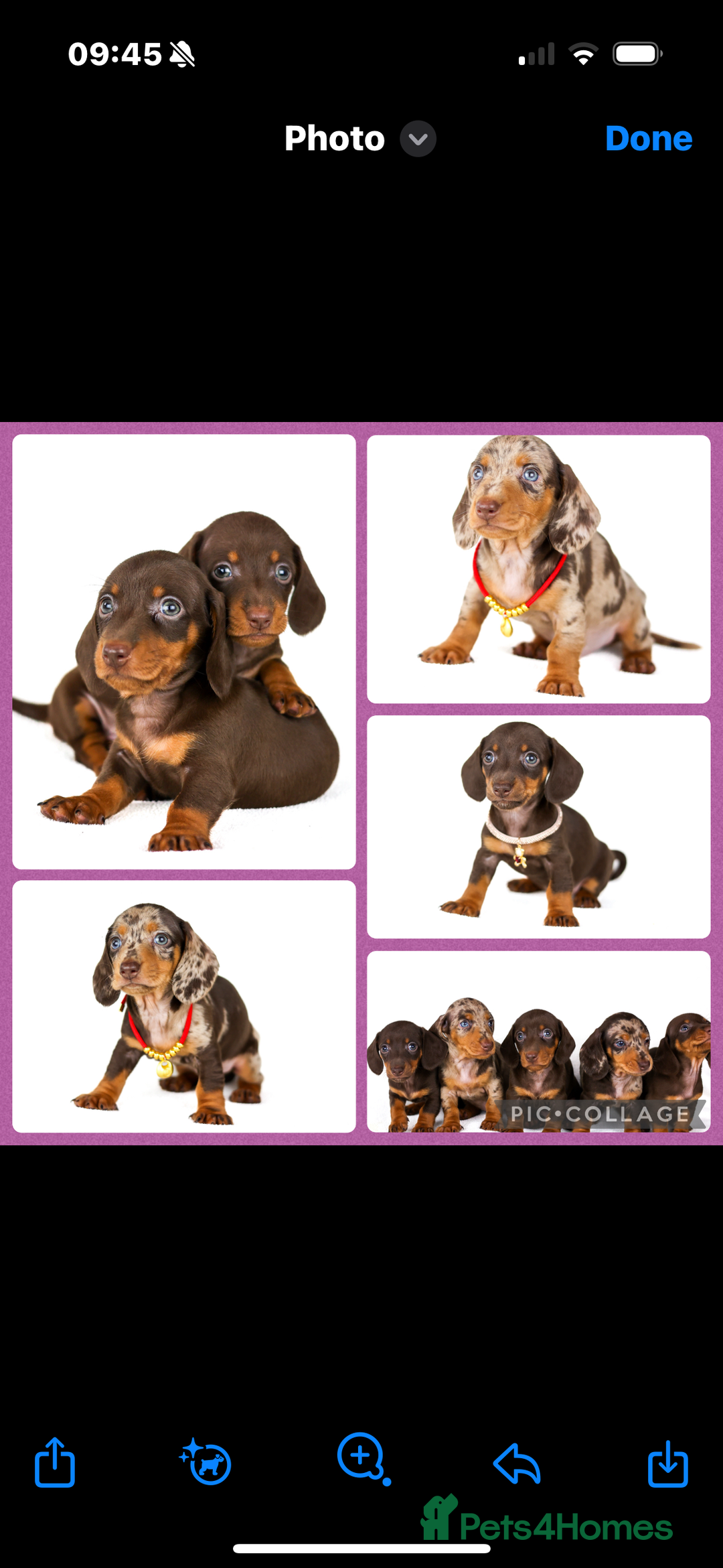 Dachshund dogs for sale: puppys - Image 5