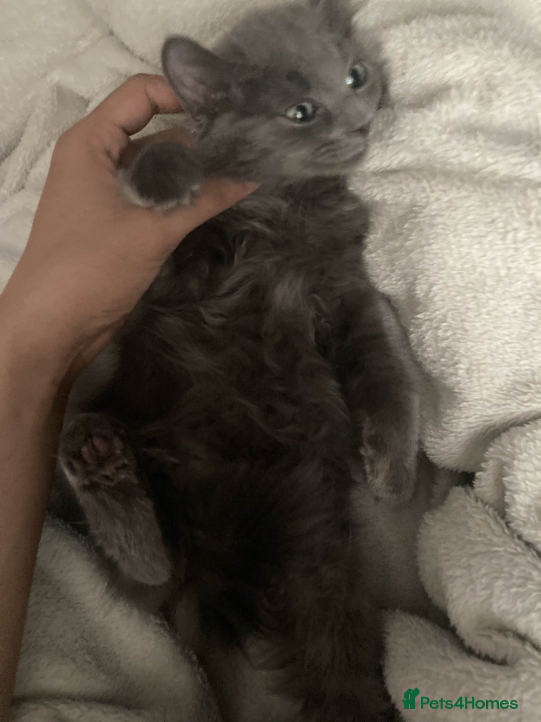 British Longhair cats for sale: British long hair (curly tail) - Image 2