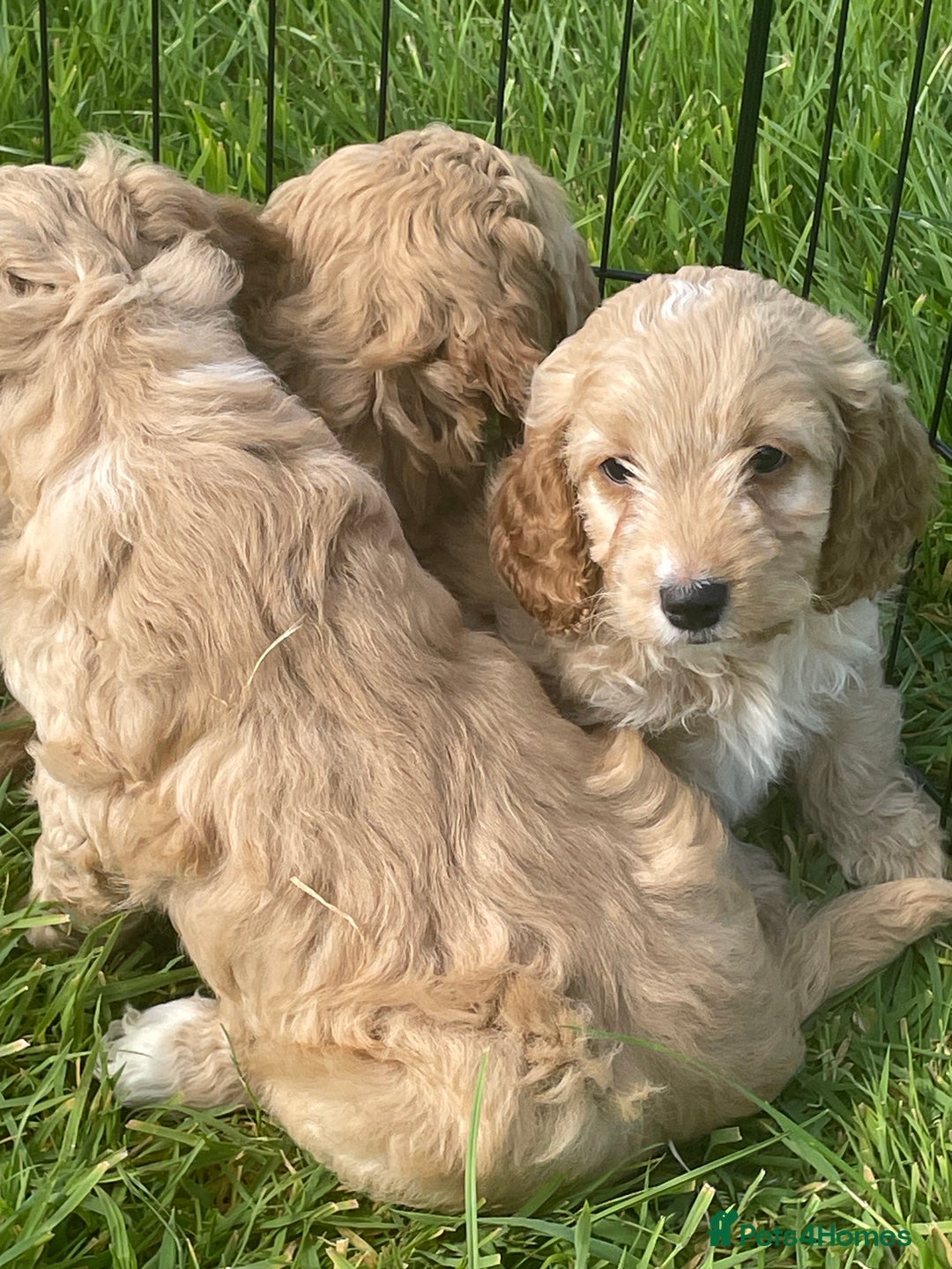 Cockapoo dogs for sale: Health Tested parents Cockapoo puppies - Image 5