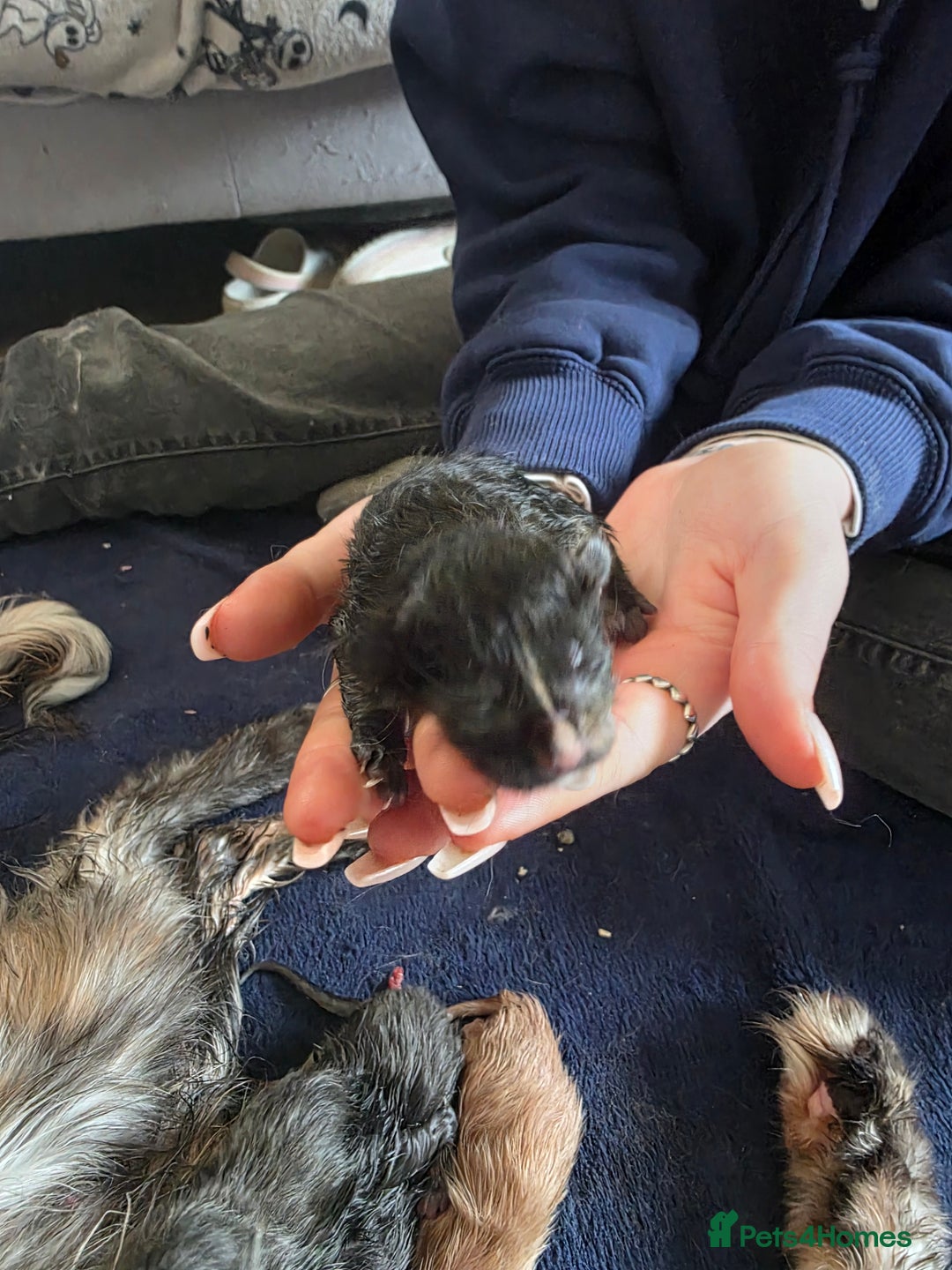 Maine Coon cats for sale: Russian maincoon kittens  - Advert 10