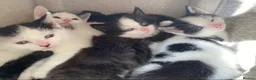 Mixed Breed cats for sale: Tuxedo kittens  - Advert 9