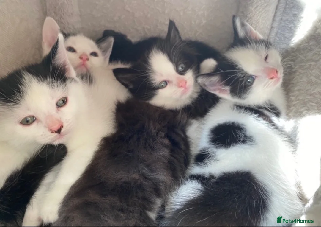 Mixed Breed cats for sale: Tuxedo kittens  - Advert 9
