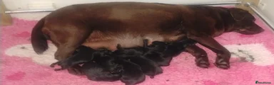 Labrador Retriever Puppy 2