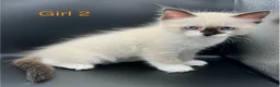 Ragdoll cats for sale: Beautiful Ragdoll Kittens – 3 Girls & 2 Boys  - Advert 3