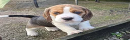 Beagle dogs for sale: Beagle puppies ready soon!!🐶💕 in Burton-on-Trent - Advert 7