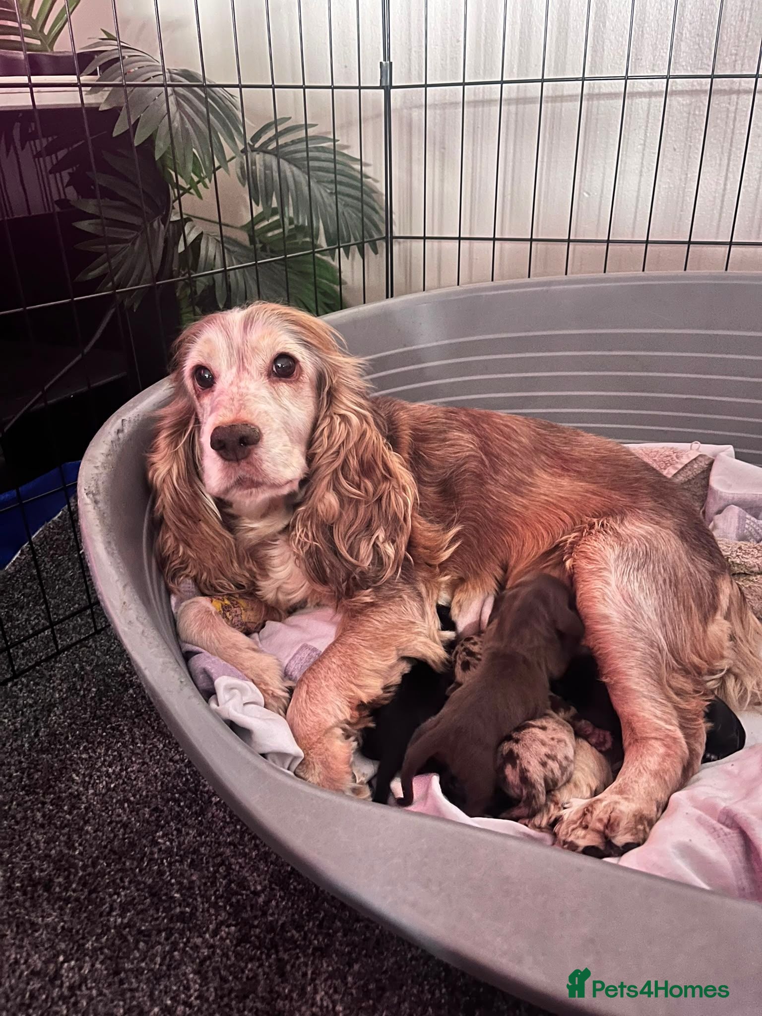 Mixed Breed dogs Doxie spaniel/docker  - Advert 1