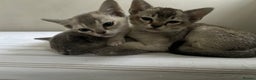 Burmese cats for sale: Stunning Asian Kittens. - Advert 6