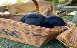 Mixed Breed dogs for sale: Italian Segugio/labrador Easter Love Affair - Image 1