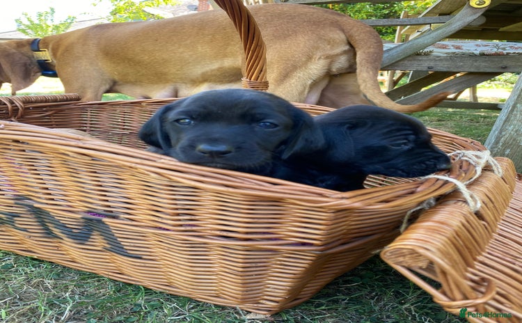 Mixed Breed dogs - Advert 11