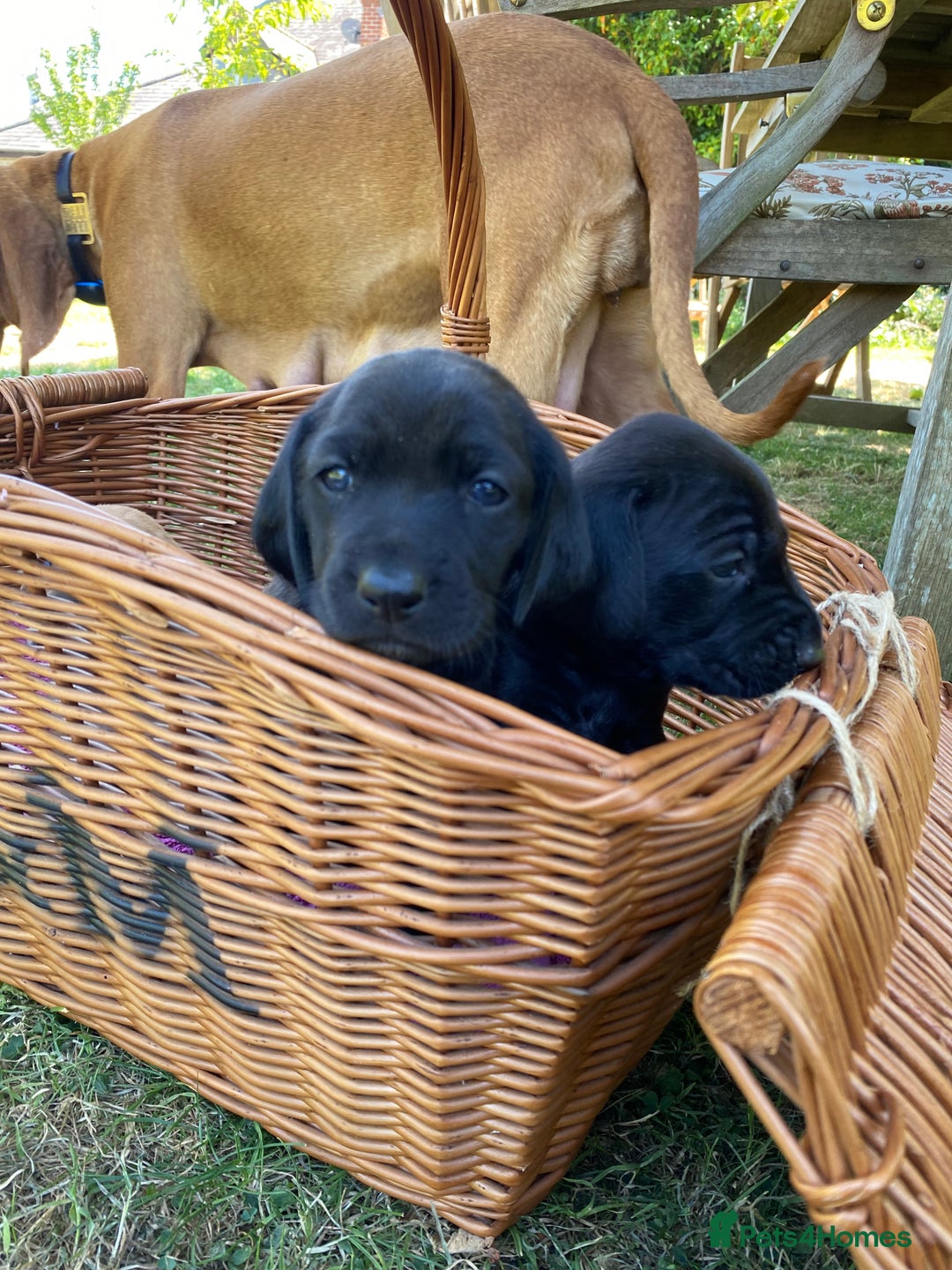 Mixed Breed dogs for sale: Italian Segugio/labrador Easter Love Affair - Image 1
