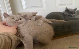 British Shorthair cats for sale: GCCF Active Championship line Blue & Lilac Kittens - Image 2
