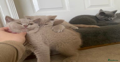 British Shorthair cats - Advert 10