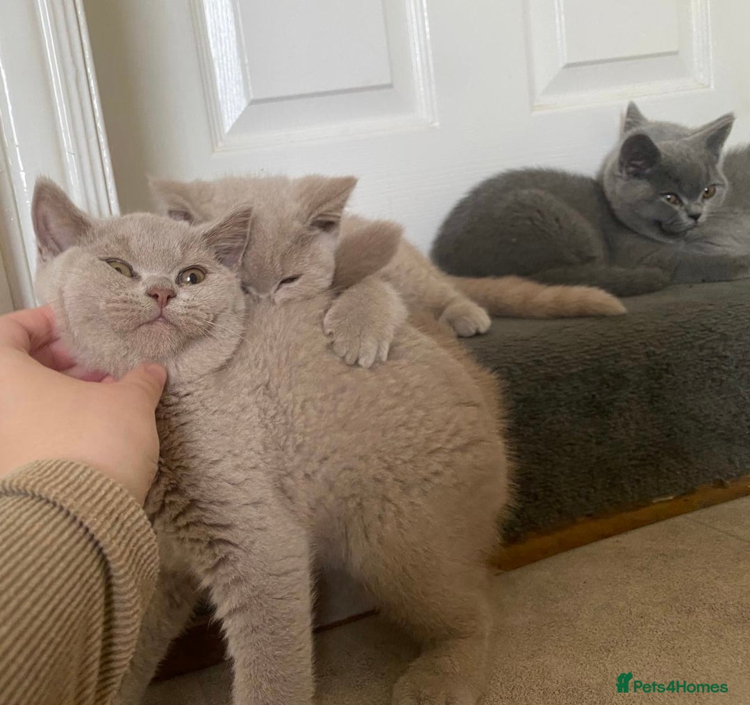 British Shorthair cats for sale: GCCF Active Championship line Blue & Lilac Kittens - Image 2