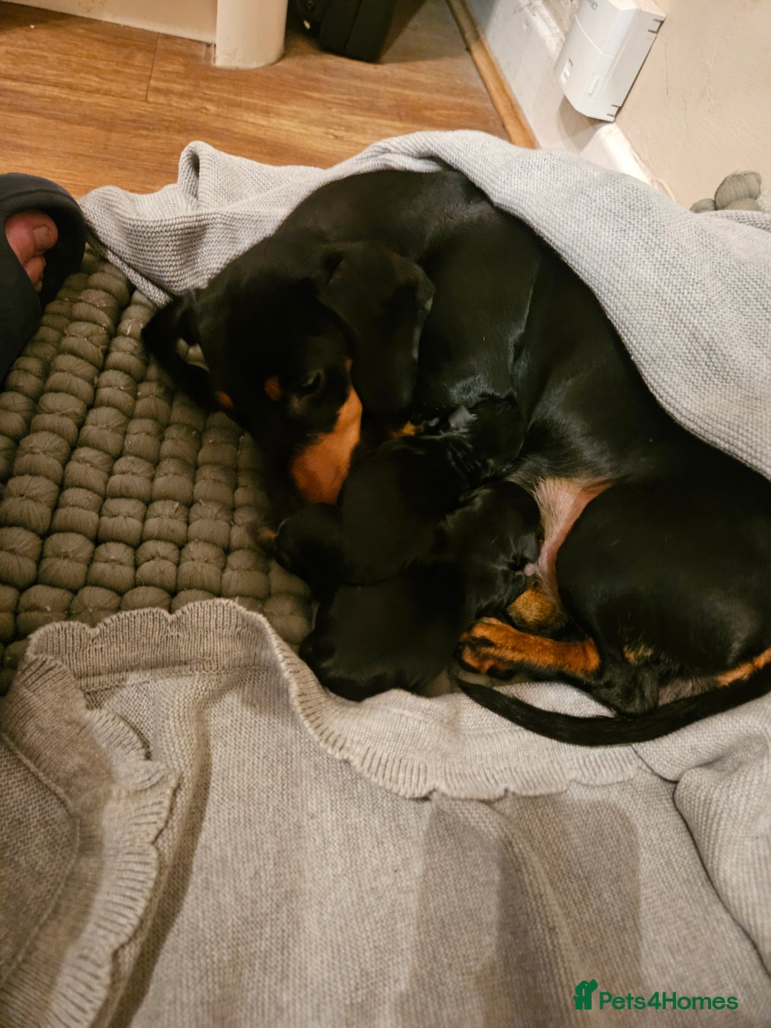 Miniature Dachshund dogs for sale: Miniature dachshund male puppies - Advert 11