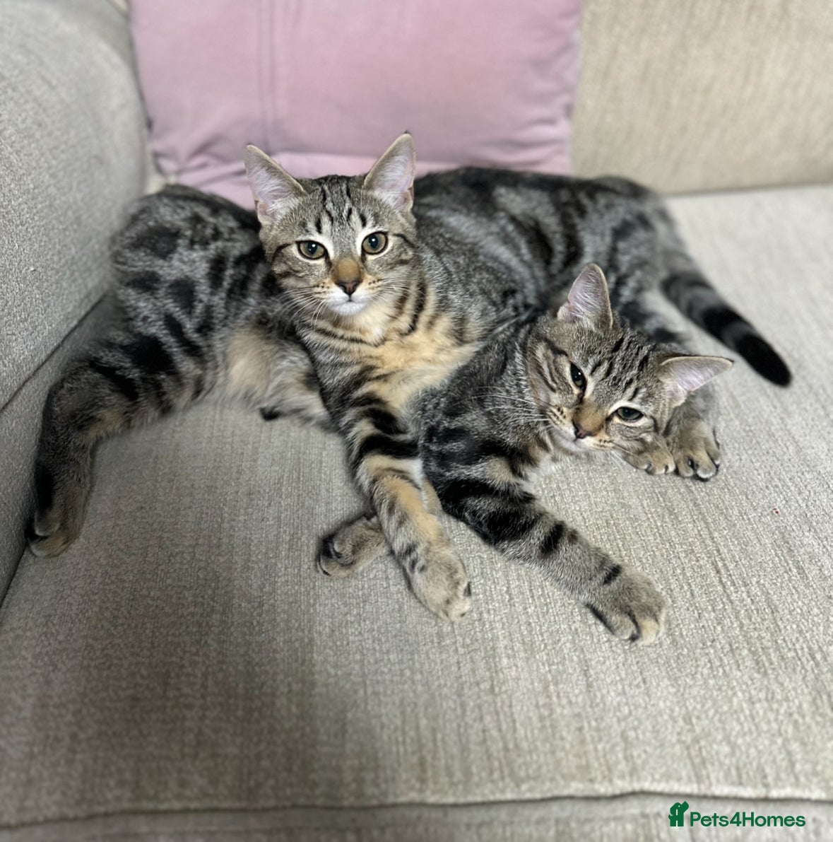 Mixed Breed cats Pair of Bengal cross kittens! - Advert 11