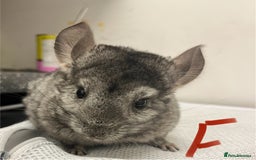 Chinchilla rodents for sale: Chinchilla kits (Dorset) - Image 9