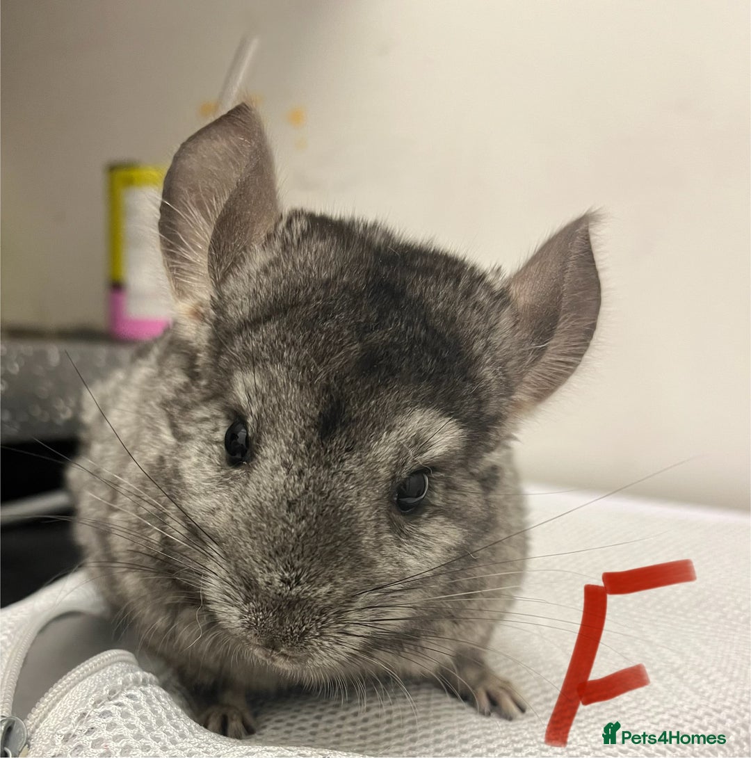 Chinchilla rodents for sale: Chinchilla kits (Dorset) - Image 9