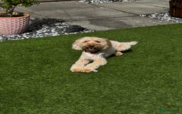 Cockapoo dogs for sale: 2.5yr old female cockapoo for sale  - Image 3