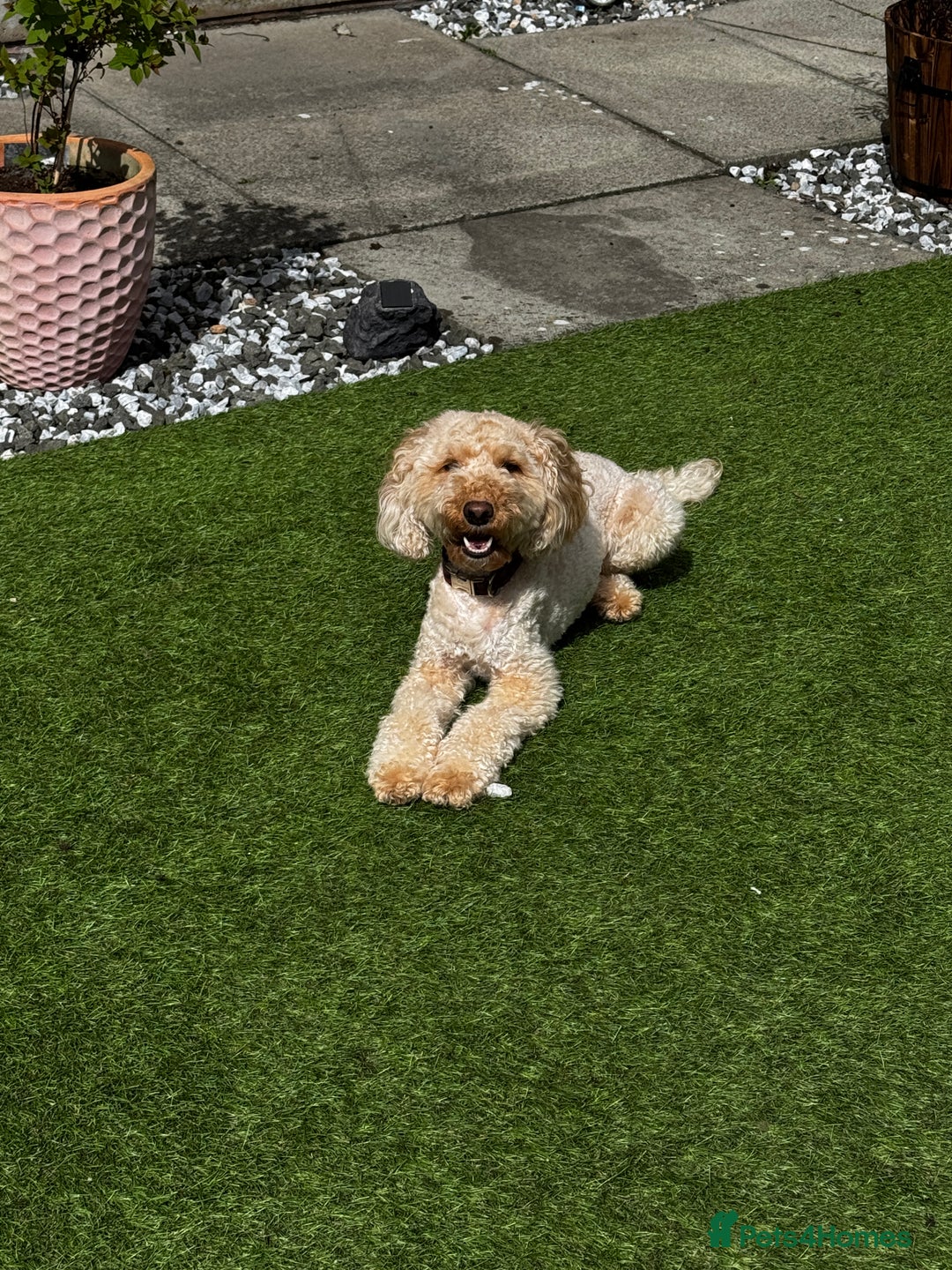 Cockapoo dogs for sale: 2.5yr old female cockapoo for sale  - Image 3