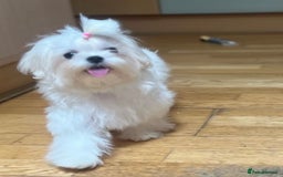 Maltese dogs for sale: Tiny Exquisite Full Korean Bambelina Maltese. - Image 5