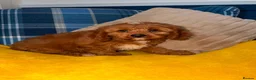 Cavapoo dogs for sale: 💙🩵Stunning Red Cavapoos boys 💙🩵 - Advert 6