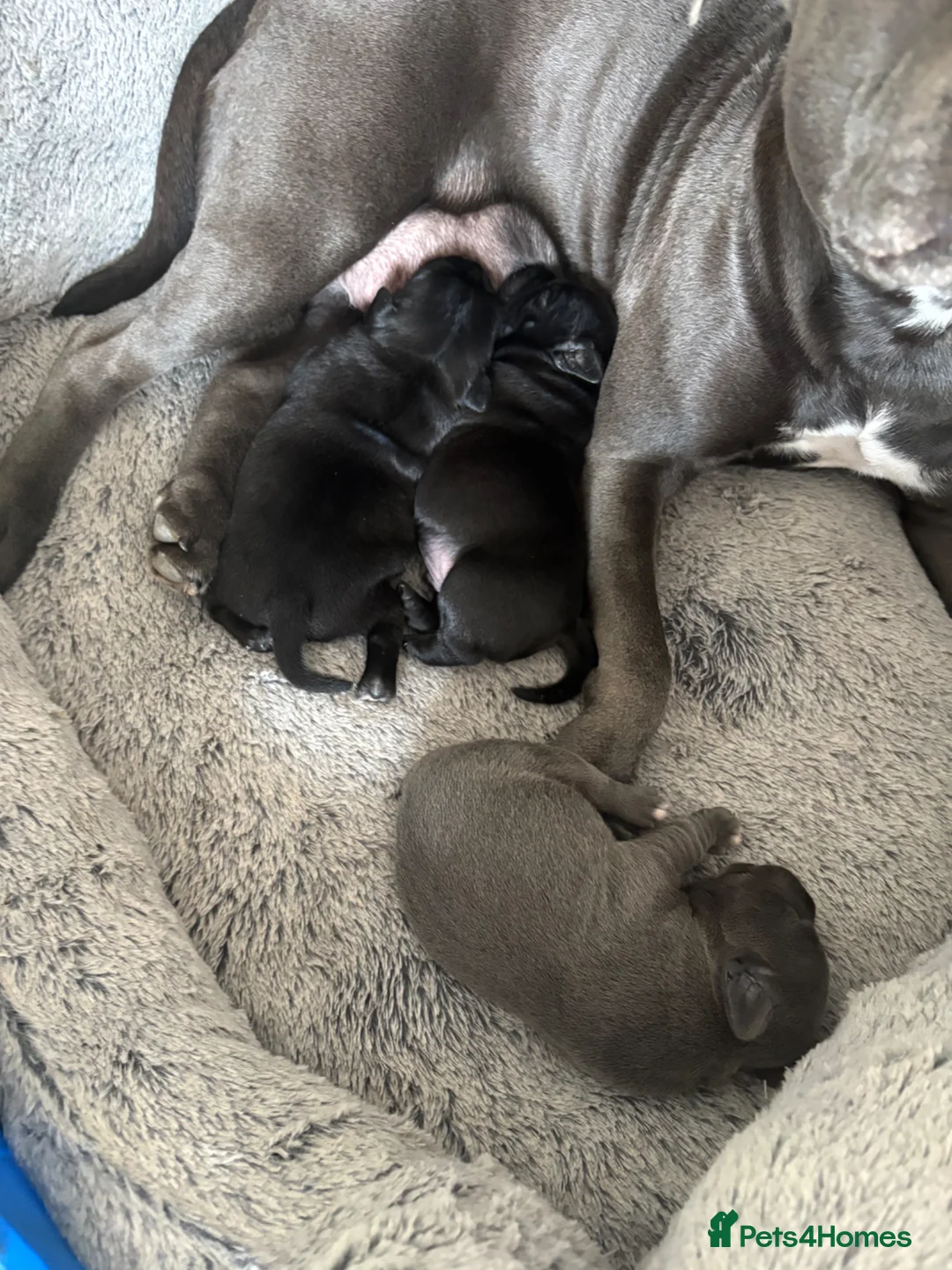 Staffordshire Bull Terrier dogs for sale: Stunning staffy puppies in Redditch - Advert 2