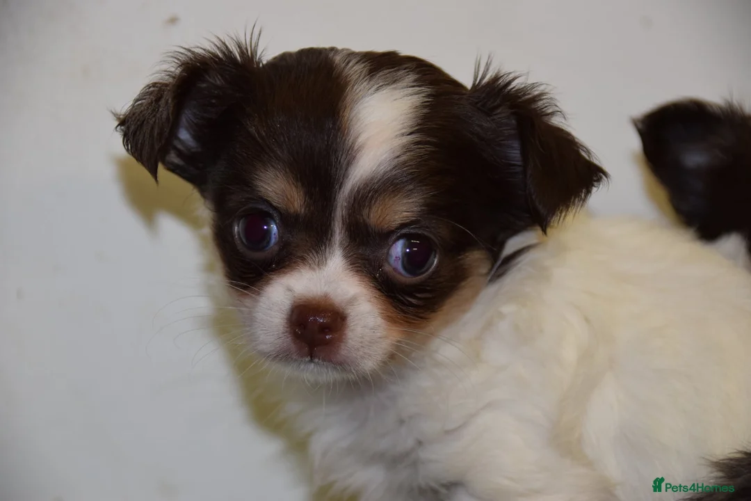 Chihuahua dogs for sale: Beautiful Chihuahua Puppy - Advert 5